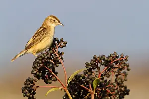 Zitting Cisticola Drucke: Zitting Cisticola