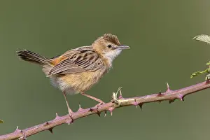 Sylviidae Family Birds Drucke: Zitting Cisticola