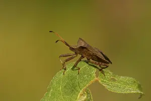 Coreus Marginatus Drucke: Zuringrandwants, dock bug, Coreus marginatus