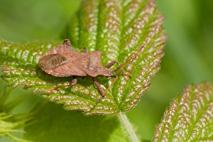 Bilder Datiert 18. Mai 2007: Zuringwants, Dock Bug, Coreus marginatus
