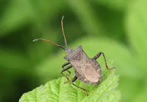 Zuringwants, Dock Bug, Coreus marginatus