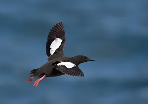 Zwarte Zeekoet, Schwarzkopfmowe, Cepphus grylle arcticus