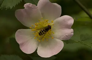 Bilder Datiert 16. Juni 2006: Zweefvlieg, Mückenschwanzfliege