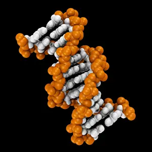 DNA Structure Drucke: 3D DNA Molecule