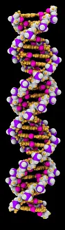 DNA Structure Drucke: 3D DNA Molecule