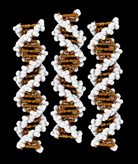 DNA Structure Drucke: 3D DNA Molecule