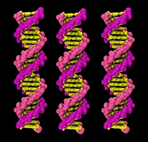 DNA Structure Drucke: 3D DNA Molecule