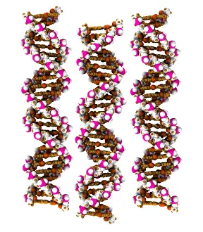 DNA Structure Drucke: 3D DNA Molecule