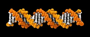 DNA Structure Drucke: 3D DNA Molecule