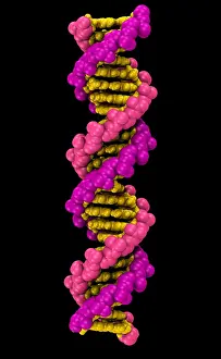 DNA Structure Drucke: 3D DNA Molecule