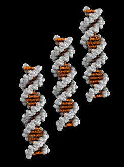 DNA Structure Drucke: 3D DNA Molecule