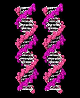 DNA Structure Drucke: 3D DNA Molecule