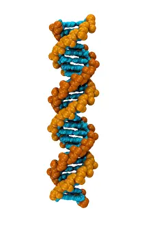 DNA Structure Drucke: 3D DNA Molecule