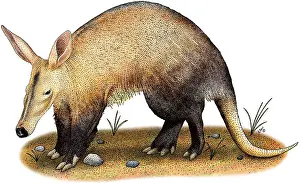 Gerahmter Druck : Aardvark. Illustrierung eines Aardvarks (Orycteropus afer) Gerahmter Druck : Aardvark. Illustrierung eines Aardvarks (Orycteropus afer)