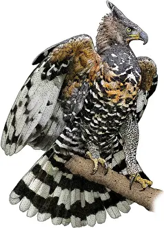 African Wildlife Artwork Drucke: African Crowned Eagle
