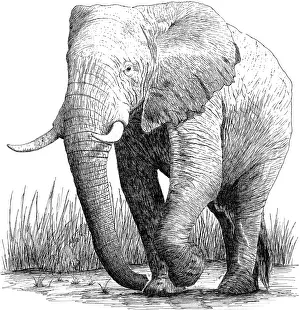 Black And White Animal Pictures Drucke: African Elephant