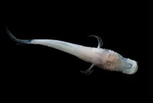 Freshwater Aquatic Animals Drucke: Alabama Cavefish