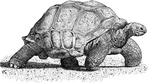 Black And White Animal Prints Drucke: Aldabra Tortoise