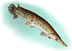 American Wildlife Art Drucke: Alligator Gar