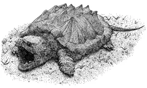 Alligator-Schnapp-Tortoise
