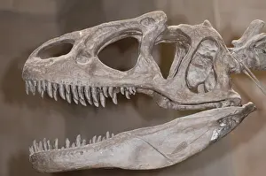 Natural History Museum Specimens Drucke: Allosaurus Skull