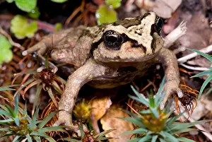 Chilean Wildlife Drucke: Alsodes igneus