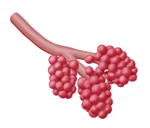 Alveoli