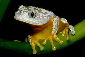 Hylidae Family Frogs Drucke: Amazon Leaf Frog