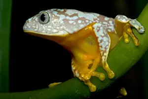 Hylidae Family Frogs Drucke: Amazon Leaf Frog