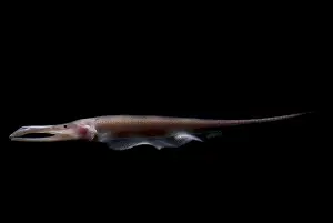 Amazon River Fish Drucke: Amazon River fish