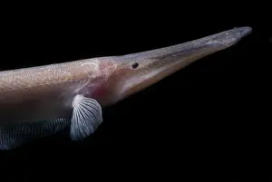 Amazonas-Flussfische
