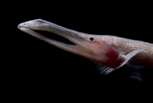 Amazon River Fish Drucke: Amazon River fish