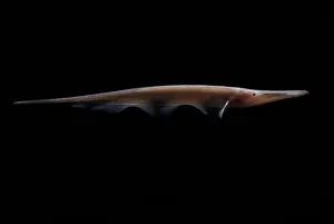 Amazon River Fish Drucke: Amazon River fish