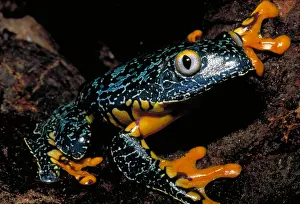 Tree Dwelling Animals Drucke: Amazonian leaf frog