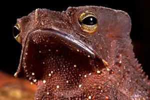 South American Frogs Drucke: Amazonian Leaf Toad
