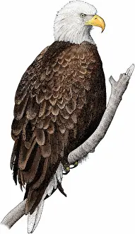 Bird Of Prey Artwork Drucke: American bald eagle