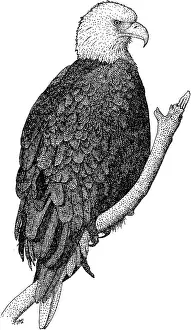 Haliaeetus Leucocephalus Images Drucke: American Bald Eagle