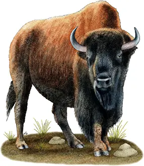 American Bison Illustration Drucke: American Bison