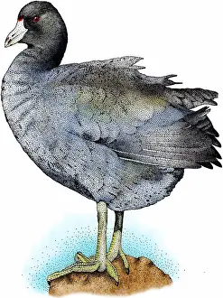 Water Bird Wildlife Drucke: American coot