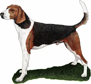 Mammal Illustrations Drucke: American Foxhound