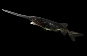 Vulnerable Species Drucke: American Paddlefish