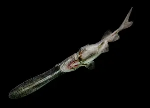 Vulnerable Species Drucke: American Paddlefish