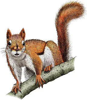 Mammal Artwork Drucke: American Red Squirrel