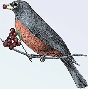 Birds Of America Illustrations Drucke: American Robin