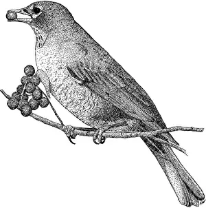 American Wildlife Illustrations Drucke: American Robin