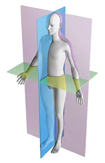 Human Anatomy Illustration Drucke: Anatomical Planes