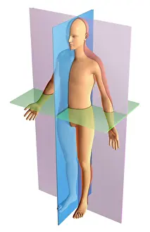 Human Anatomy Illustration Drucke: Anatomical Planes