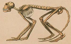 Alter Affe, Mesopithecus pentelicus