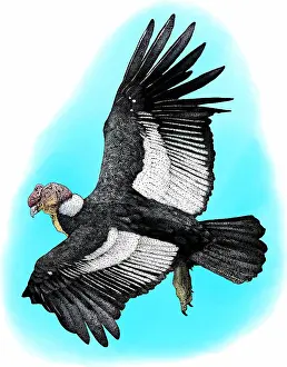 Bird Of Prey Drawing Drucke: Andean Condor