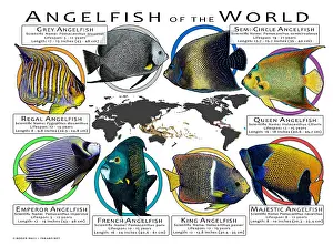 Colorful Ocean Creatures Drucke: Angelfish of the World